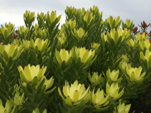 Leucadendron Amarelo