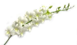 Dendrobium Branco