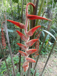 Heliconia She Kong