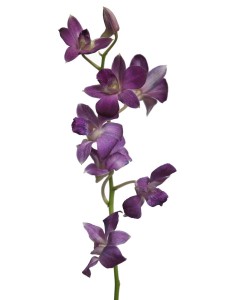 Dendrobium Lilás