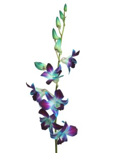 Dendrobium Sonia Blue