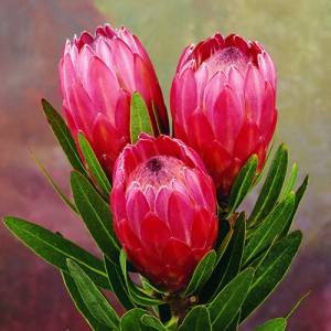 Protea Pink Ice / Vénus