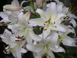 Lilium Oriental White