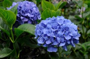 Hortence Azul