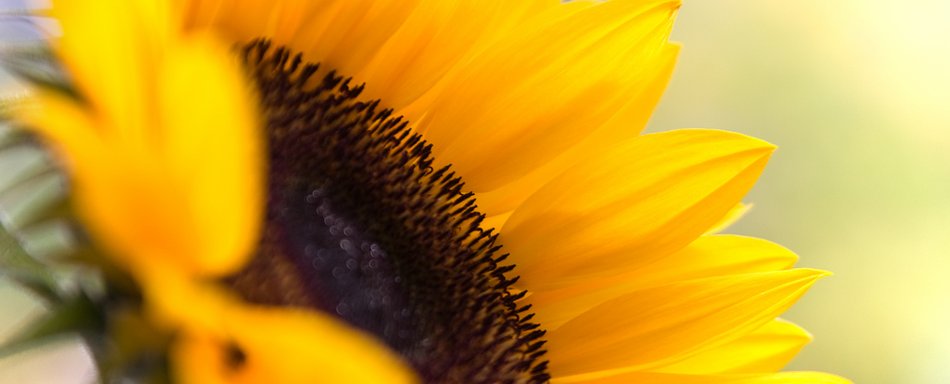 Sunflowertime - Slide 1